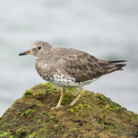 Surfbird